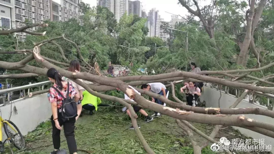“山竹”过后首个工作日：广东人爬树都要去上班！