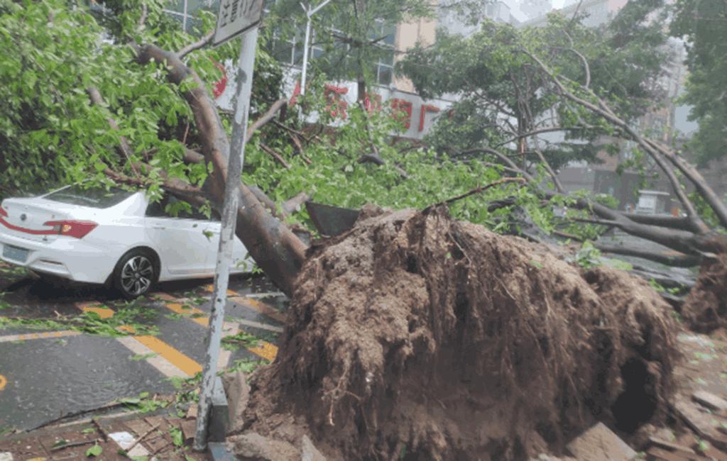 台风来袭司机开车险被树砸中,台风天车子被树砸报废