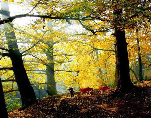 银杏村是个什么样的村落？它的美可以让人摒弃浮躁忘却烦恼