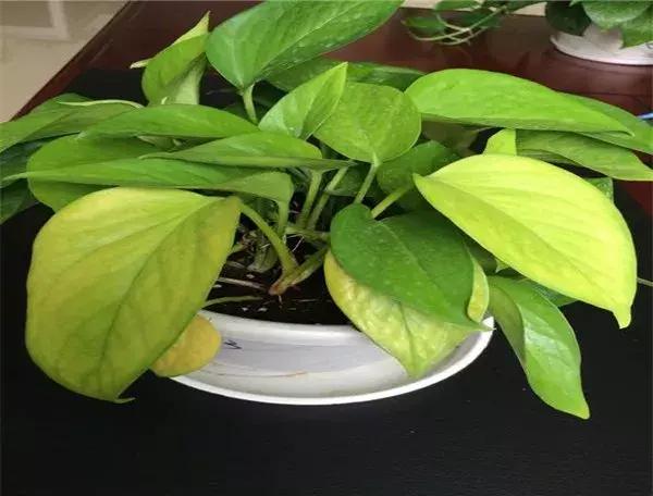 只要三分钟，马上成为绿萝的“医生”，在这个季节药到病除