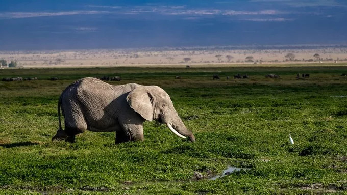 最恐怖的拍摄经历｜我在非洲被长颈鹿强吻了……