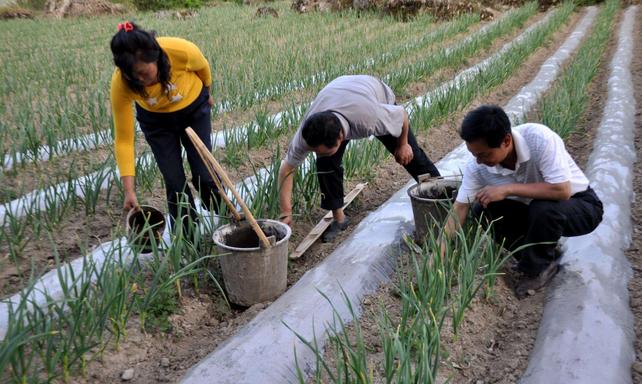 “七栽八不栽，九栽没蒜薹”，大蒜已到种植时，栽种时要谨记3点