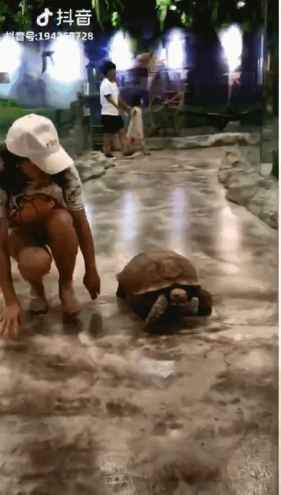 重庆动物园推荐熊猫,重庆动物园冬天有小熊猫吗