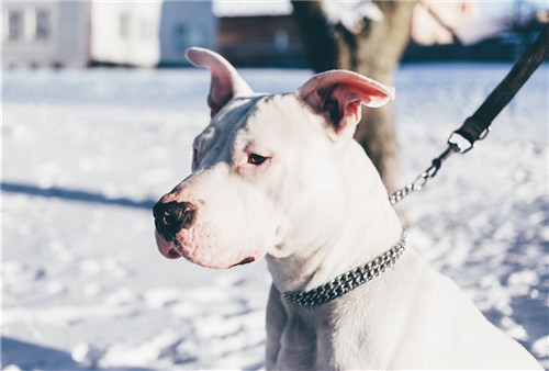 卫佳八和卫佳五建议打哪个,卫佳疫苗五联和八联的区别