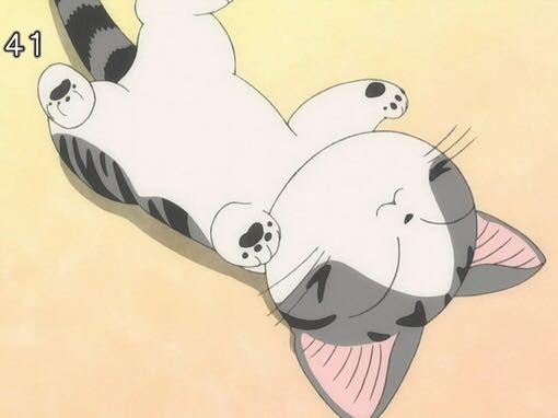 什么样的猫叫做起司猫,金渐层和起司猫是一个品种吗