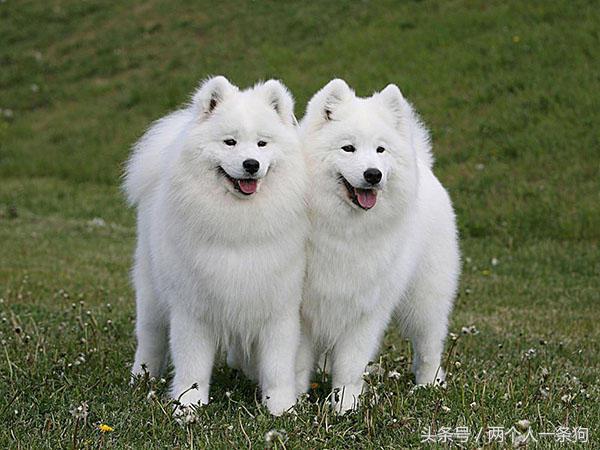 微笑天使萨摩耶图片,萨摩耶是怎么微笑的呢