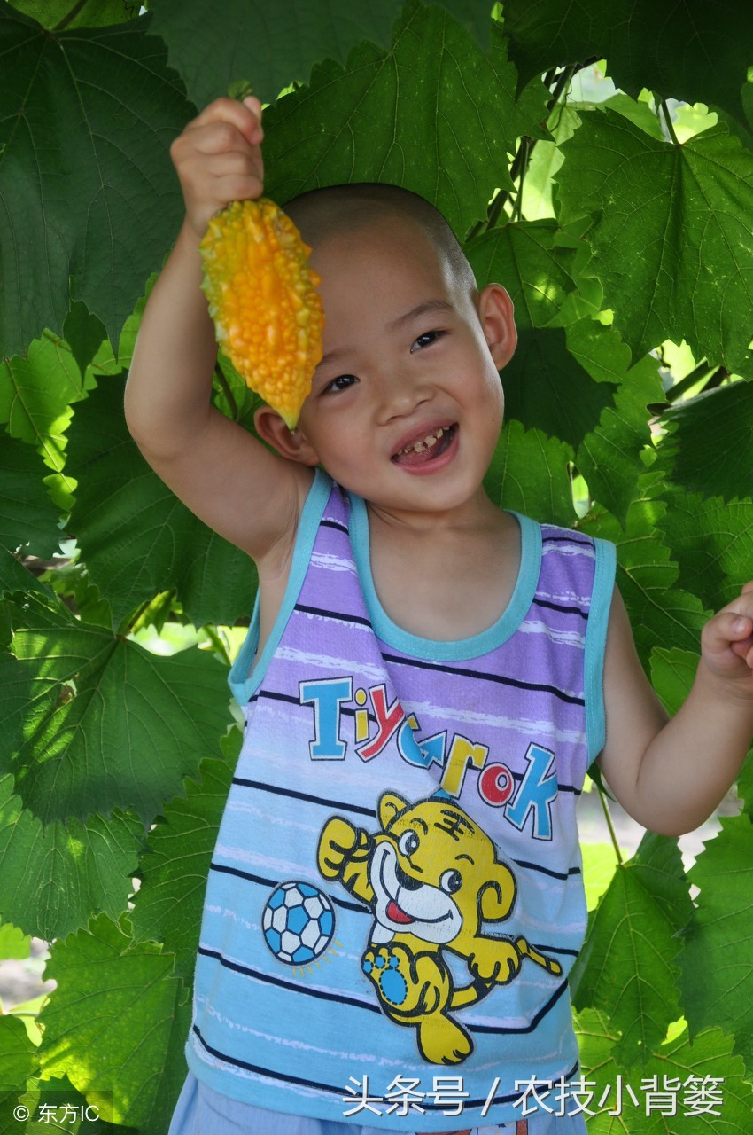 农村常见的几种瓜,土瓜怎么挑才能挑到甜的