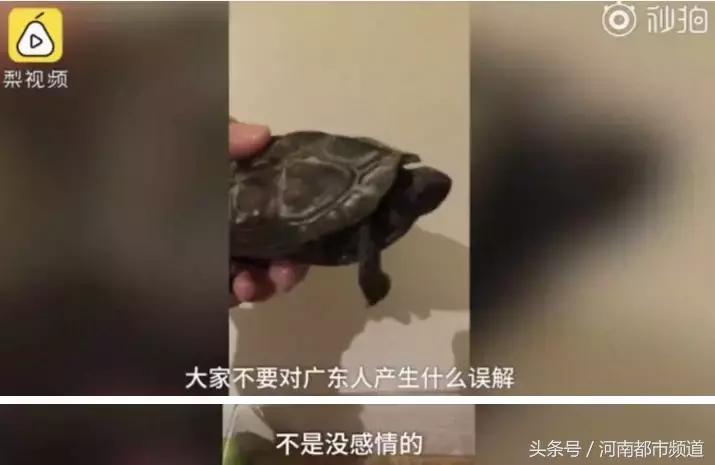 没有感情的广东人！台风天救起的乌龟，第二天就炖汤啦？