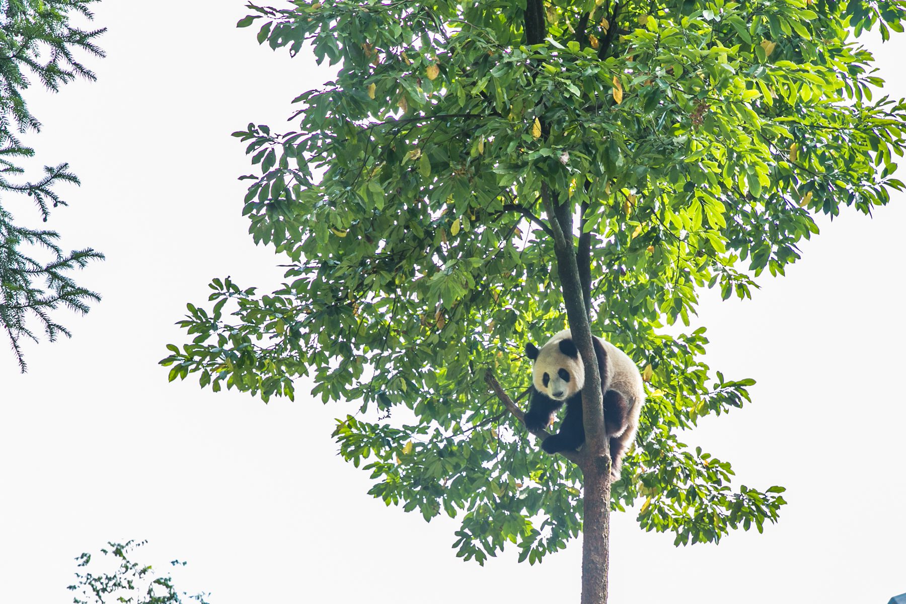 斯巴鲁为什么大家都买,斯巴鲁为啥那么多人买