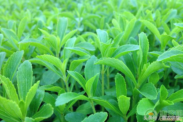 甜叶菊的功效及食用方法,甜叶菊和甜叶菊的区别