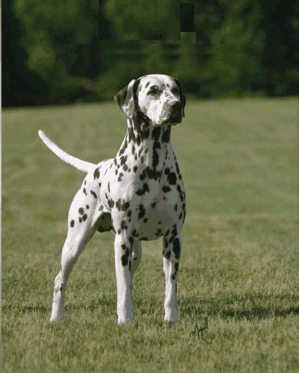 斑点狗会是非常出色的伴侣犬,斑点狗是不是就是大麦町犬