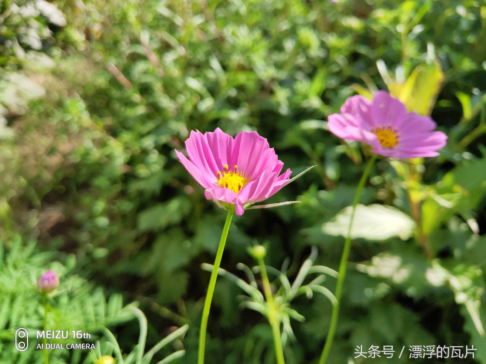 魅族16pro深度评测,魅族16评测蓝色字体