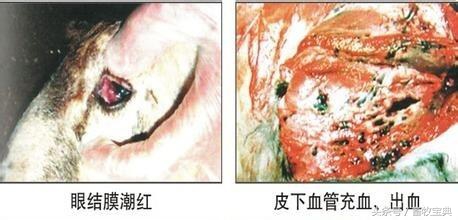 养牛跟我学第一篇第二章第二节