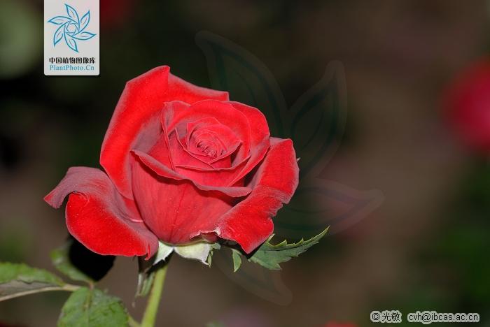 月季香槟玫瑰,月季玫瑰蔷薇你分得清吗