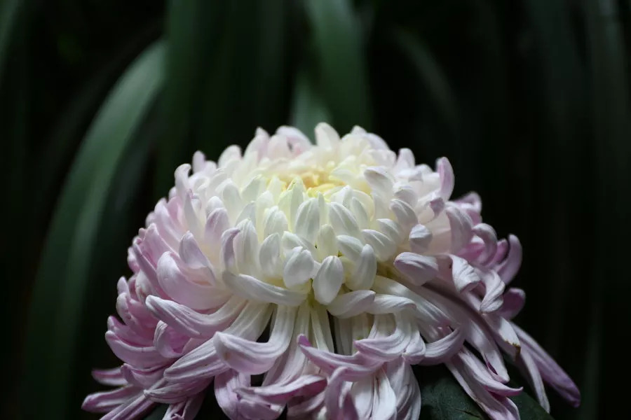 秋日赏菊30张菊花图美到心醉,美到令人心醉的菊花图片