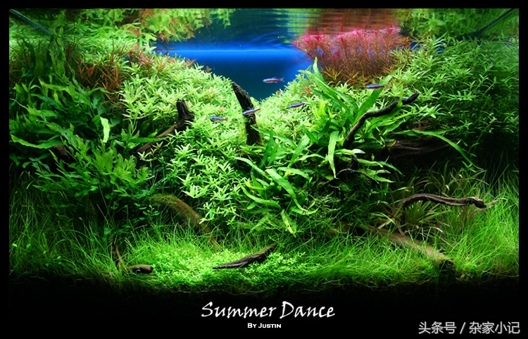 鱼缸造景分类及图解,鱼缸造景分哪些