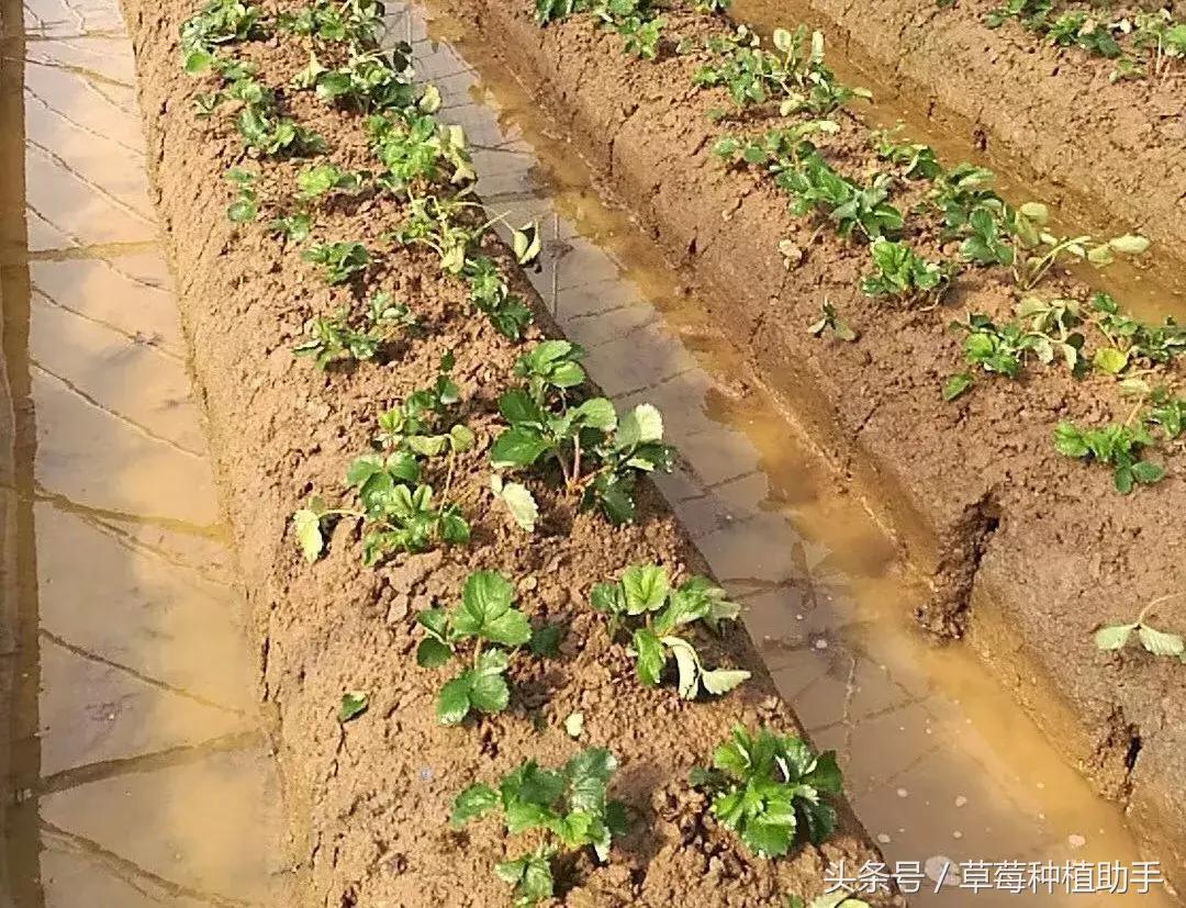 草莓苗种植的全程步骤详解,草莓苗种植方法谁都不知道