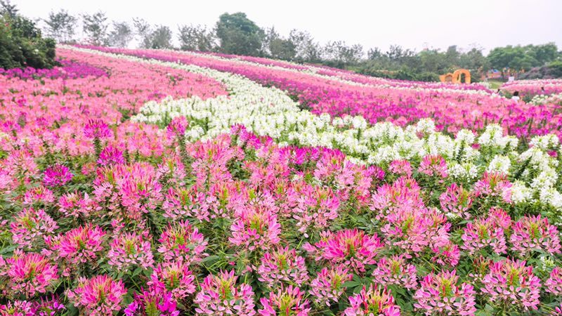 920就爱你自己，成都漫花千人广场舞展演启动