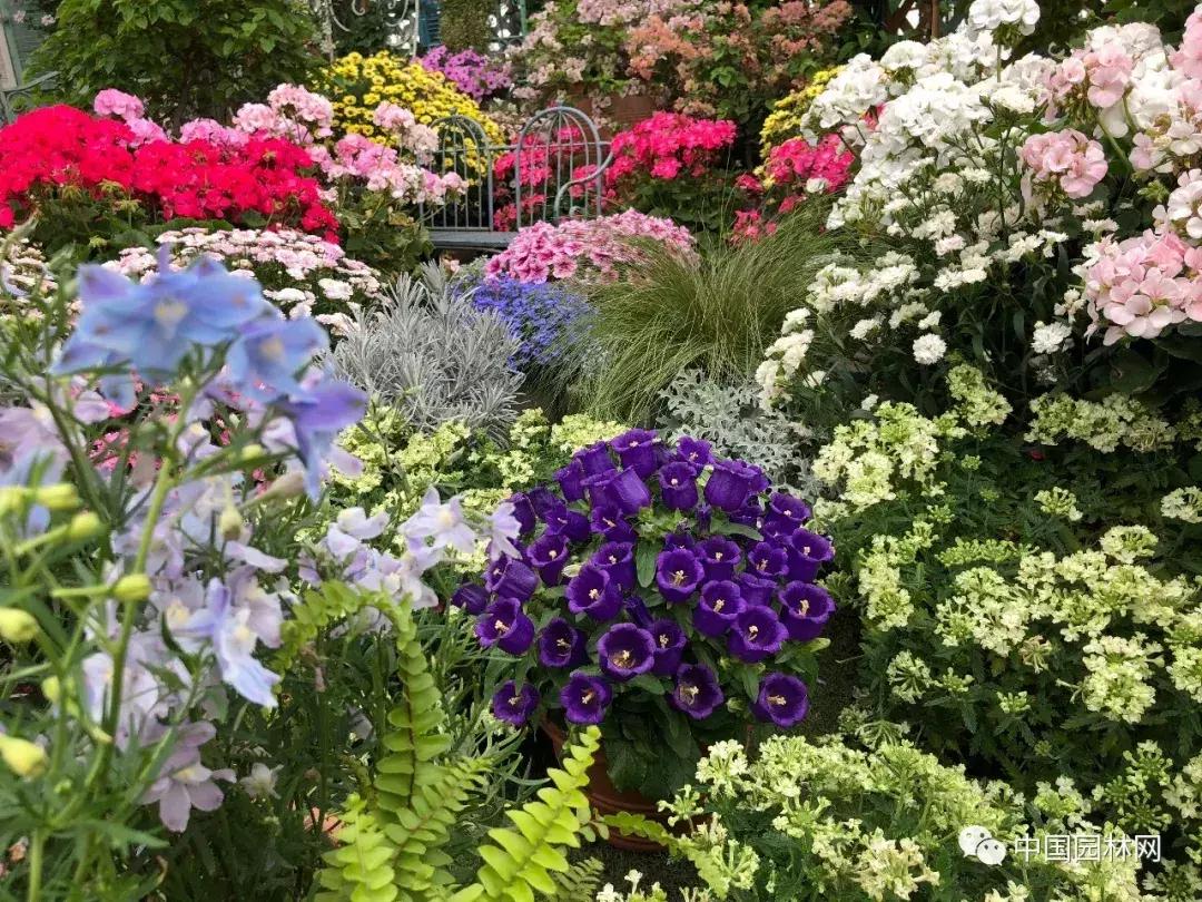 风铃草欣赏,风铃草的生长特点