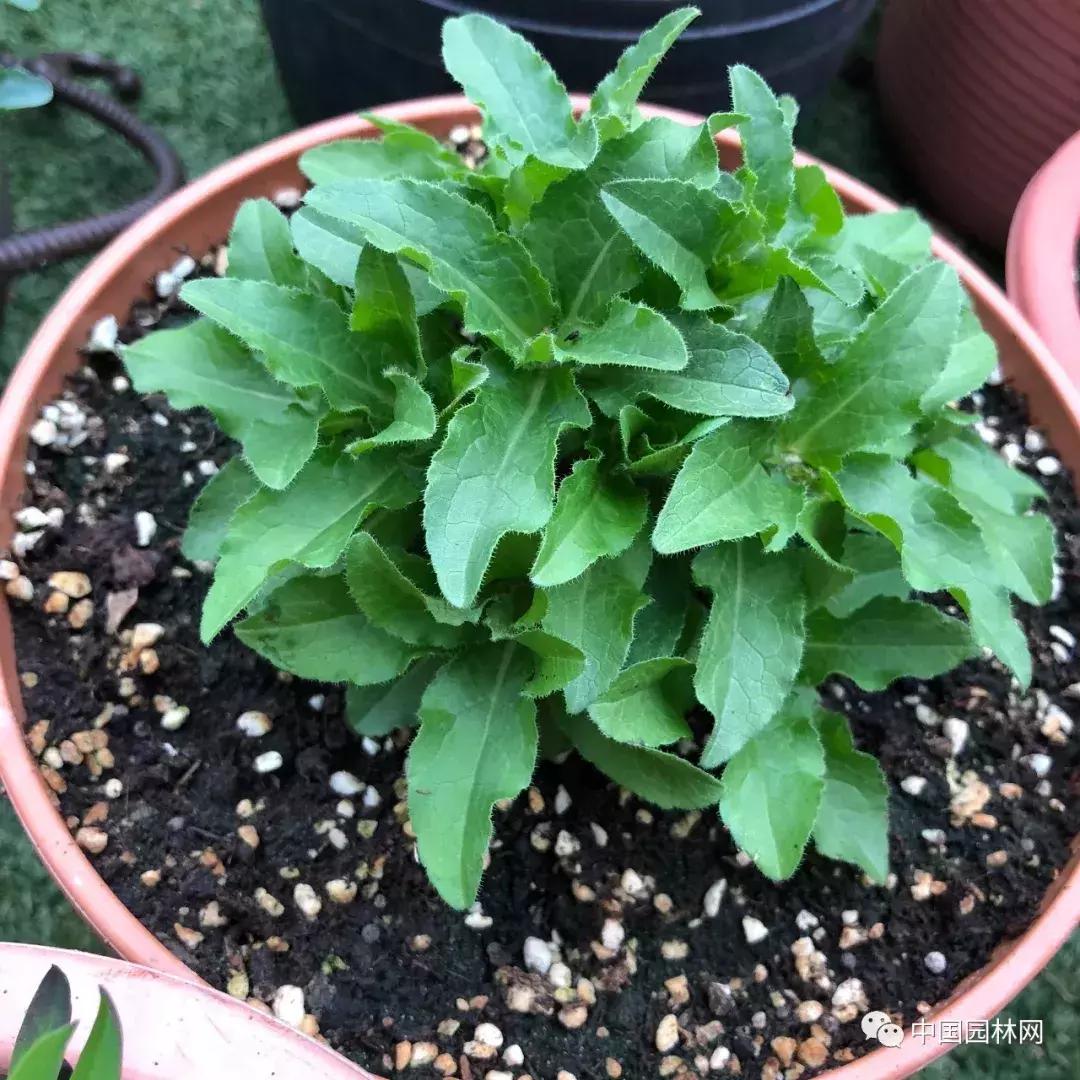 风铃草欣赏,风铃草的生长特点