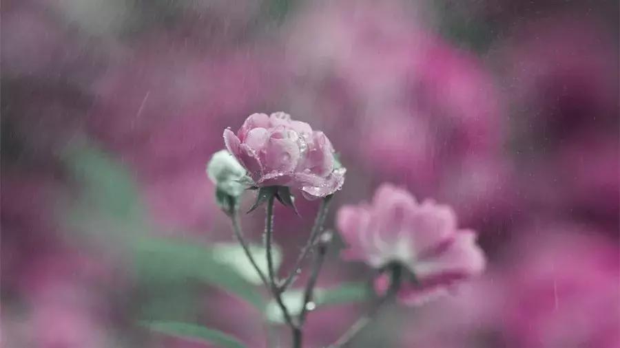 秋，总是多雨，凉风习习，雨落成诗，一起来欣赏吧