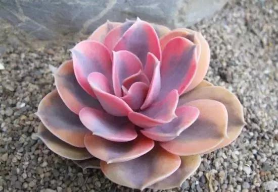 多肉叶片变干了怎么办,多肉叶片干了怎么办