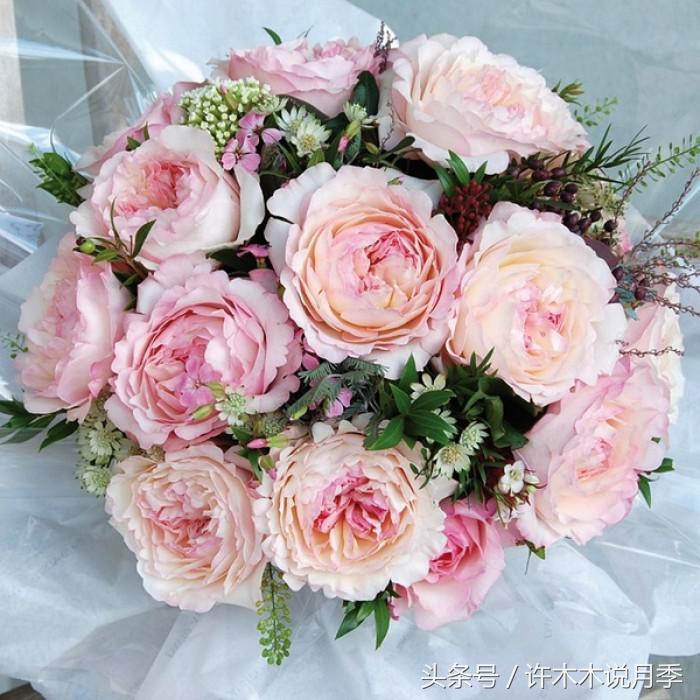 网购月季花黄叶怎么办,网购的月季小苗怎么处理