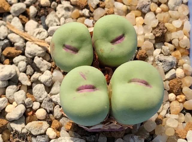 慢生活轻阅读,慢生活完整