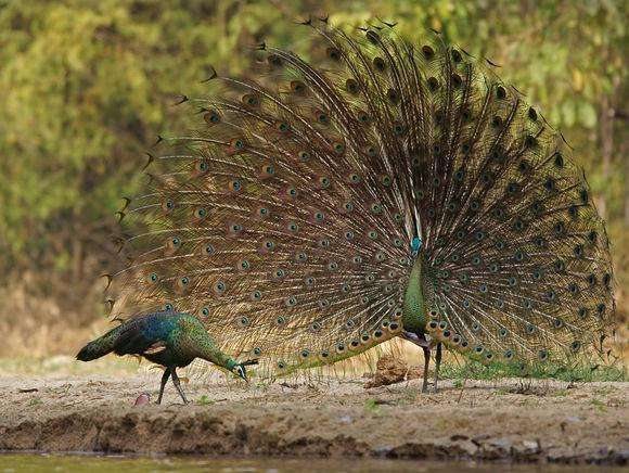 爱美之心皆有之,爱美之心人皆有之