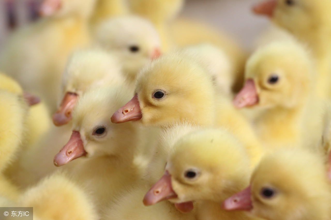 养殖肉鹅的利润前景,肉鹅养殖前景怎样