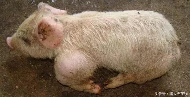 猪喘不过气不发烧怎么办,猪发烧咳嗽喘用什么药能止住