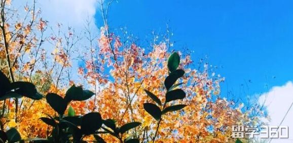 澳洲留学买机票是用护照买吗,留学生飞澳洲怎么买机票便宜