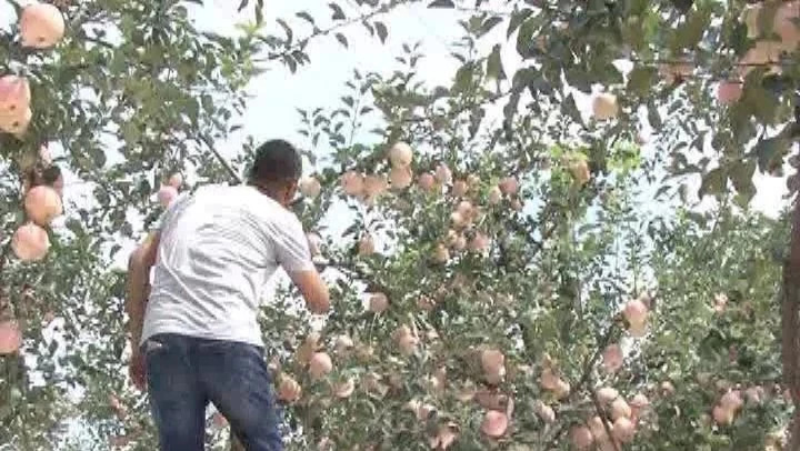 红将军苹果膨果,红将军苹果红富士