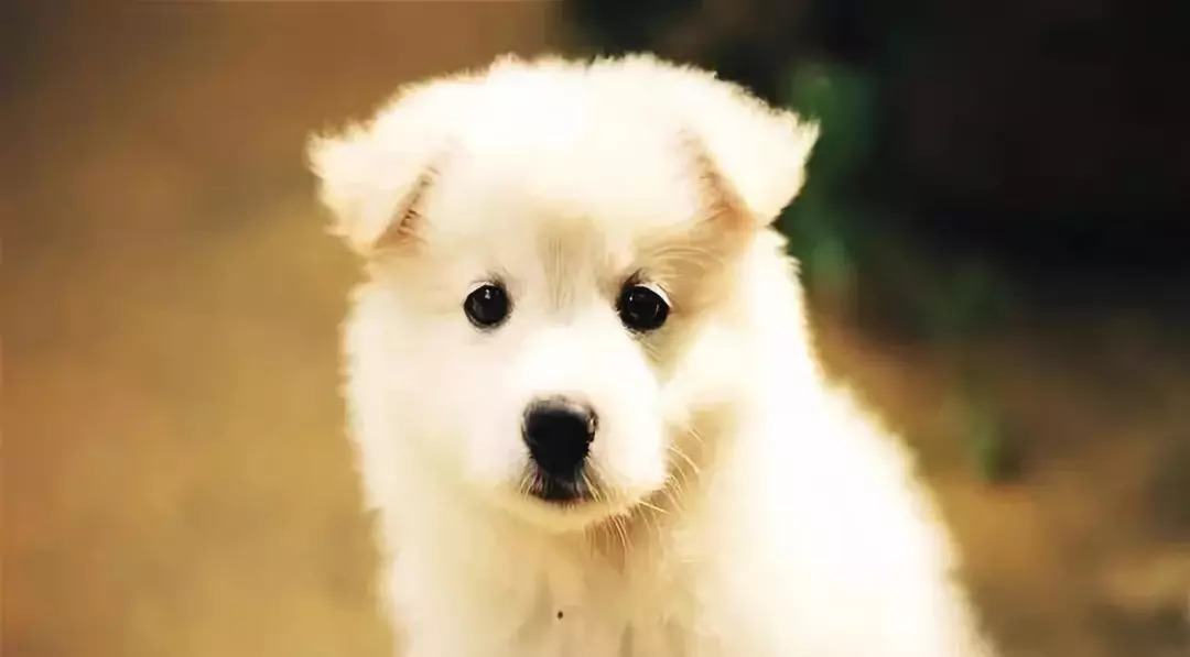 爱狗人士必备的100个技巧,狗狗各个阶段的发育方法