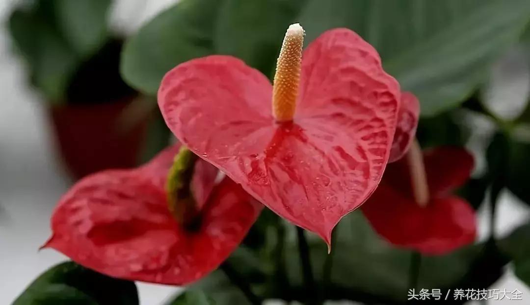 红掌红叶未打开发黑焦干怎么回事,红掌为什么养了三年叶子发黄