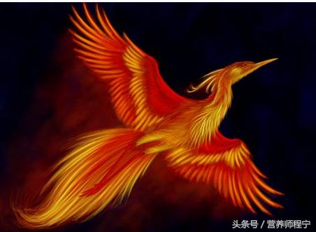 中医调理胃病用的“凤凰衣”,到底是啥呢?