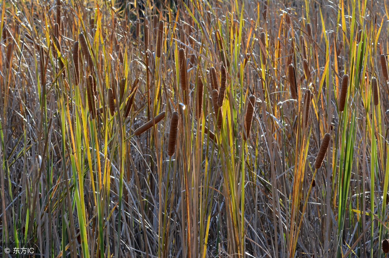 农村必备驱蚊神器有哪些,农村古老驱蚊神器