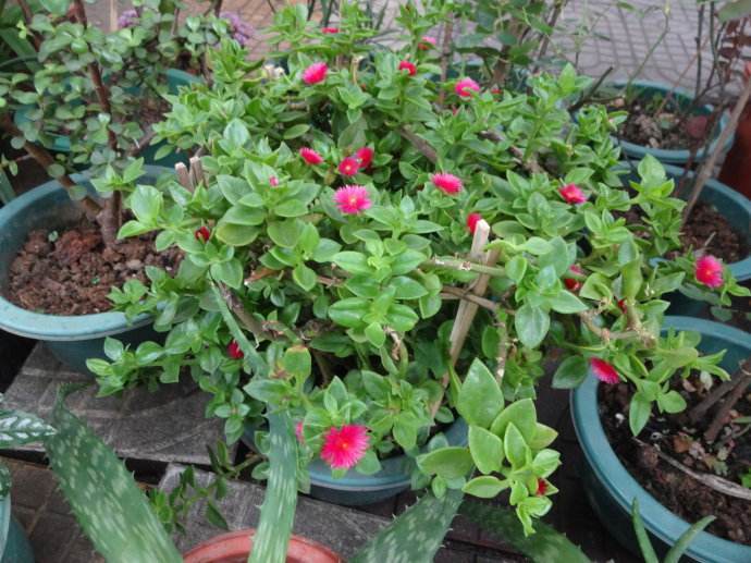 浇花如何防止土板结,浇花怕落水