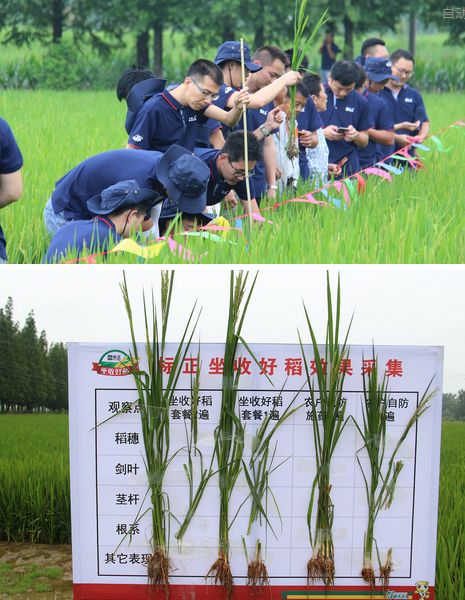 标正新烙印:创新特色植保产品农业服务商