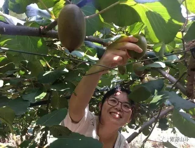 三峡猕猴桃 (中国农民丰收节博山猕猴桃)