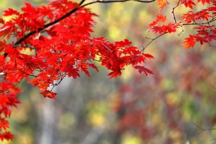 敦化寒葱岭红叶谷风景,吉林红叶最新视频