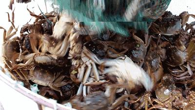 大闸蟹螃蟹4个部位千万别吃图解,大闸蟹哪些地方不能吃图解