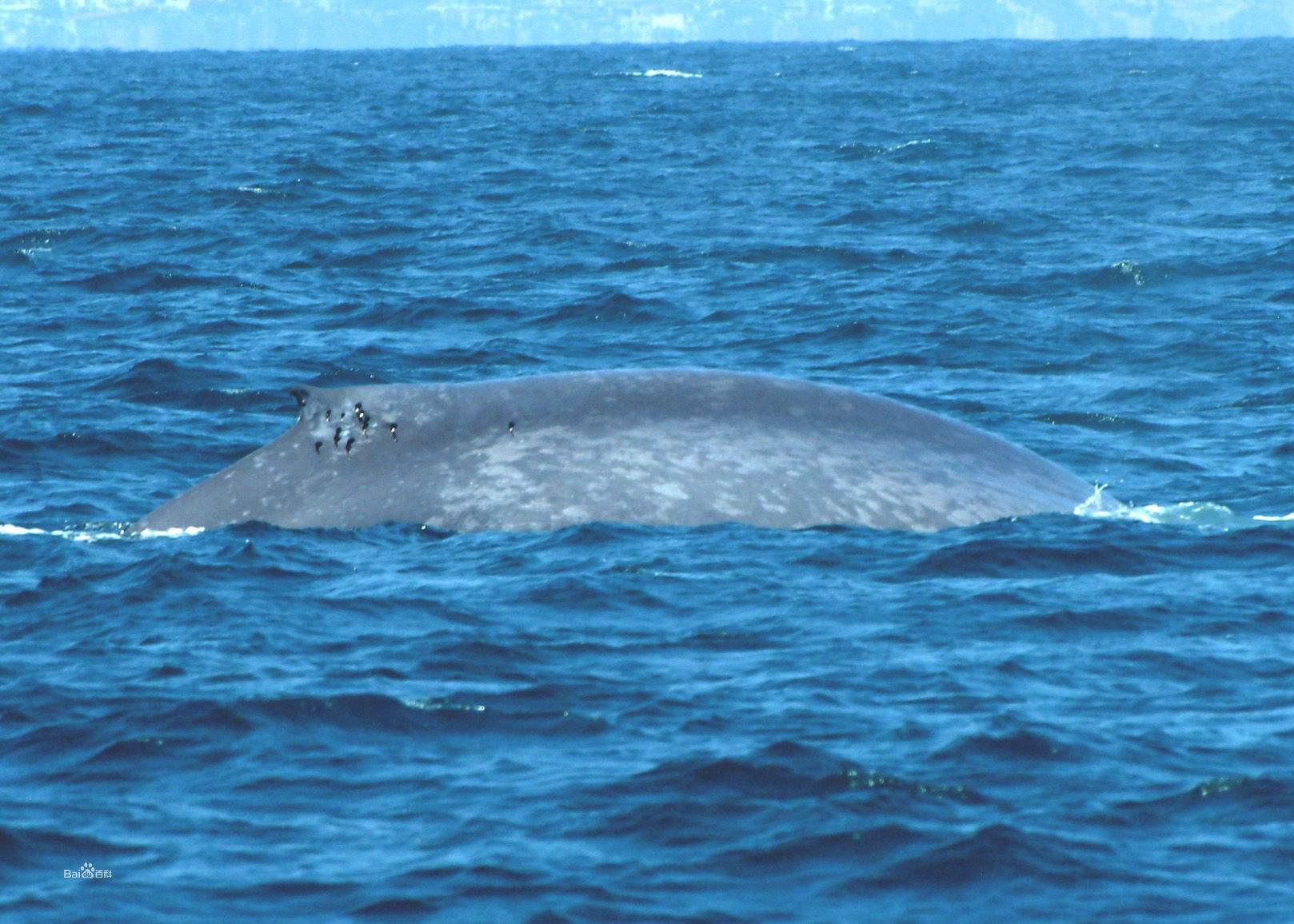 蓝鲸能不能一口咬掉一个鲨鱼,蓝鲸被虎鲸咬一口会怎么样