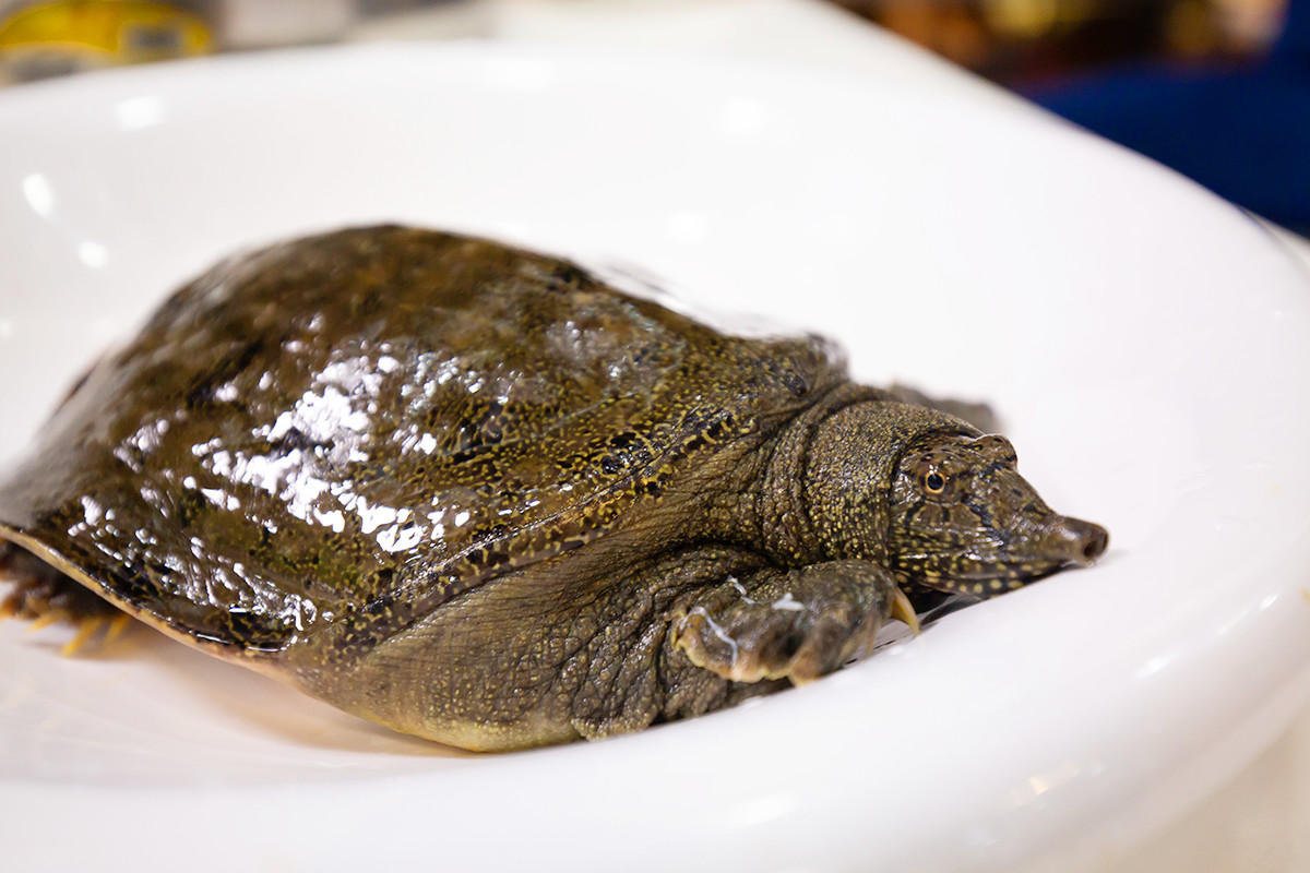 要火！用鲍鱼熬的精华汤底，还涮着“透明”的菜！