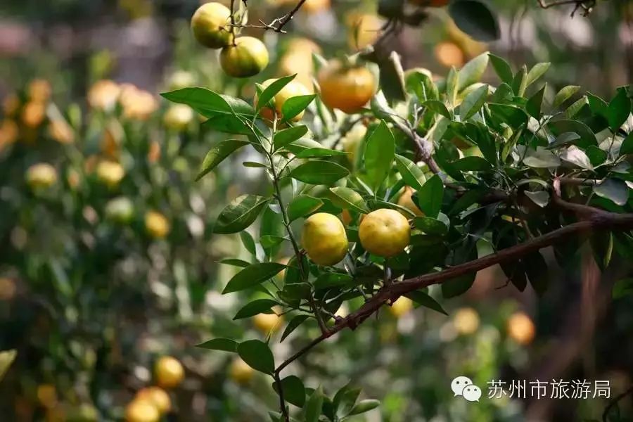 东山橘子采摘节怎么样,苏州东山橘子采摘攻略