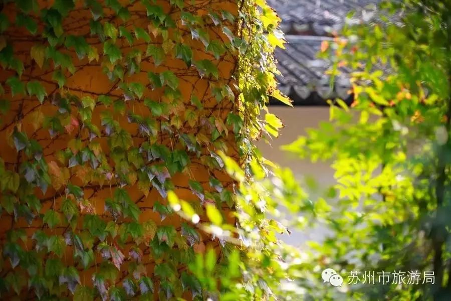 东山橘子采摘节怎么样,苏州东山橘子采摘攻略