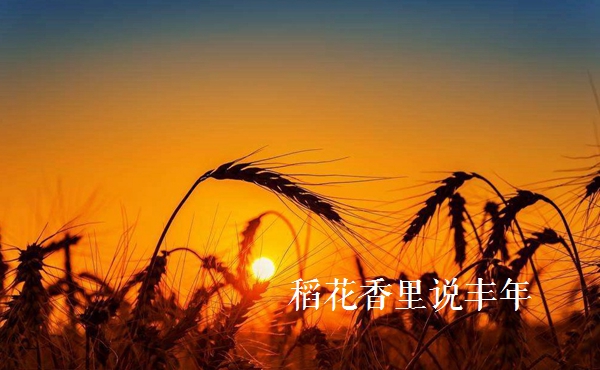 描写稻穗丰收的诗句,赞美秋天的诗句稻花香里说丰年