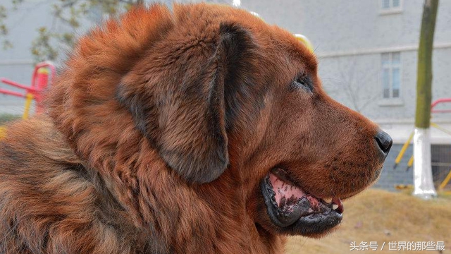 世界上最强的五大猛犬,世界五大最强悍猛犬