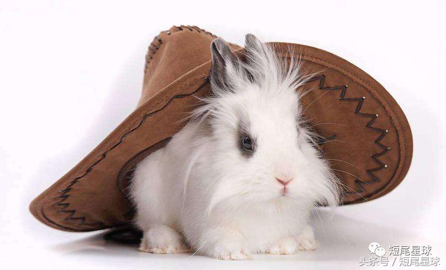 怎么驯服兔子让兔子变乖,兔子突然变乖是什么原因