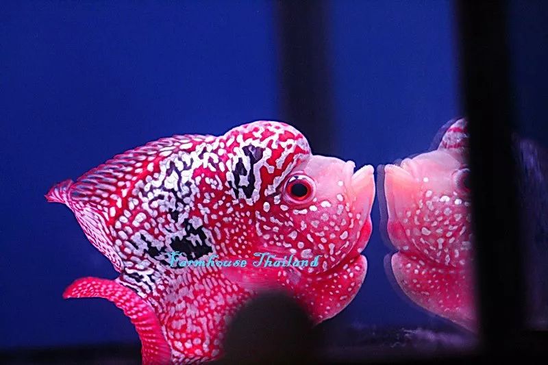 罗汉鱼风水讲究图解,罗汉鱼讲究风水吗视频讲解